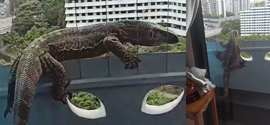 Monitor lizard wanders into 11th floor Punggol flat; captured by NParks