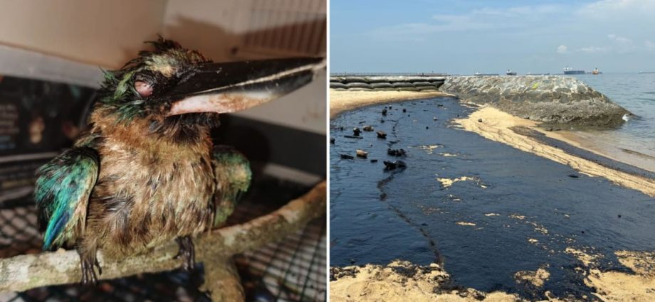 Oil spill: After 2 kingfishers die, race against time to clean beaches for nesting turtles