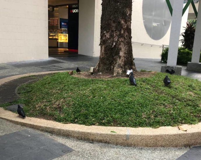 Pigeon control measures: Residents mostly unfazed by birds; nature group calls for enforcement against feeding