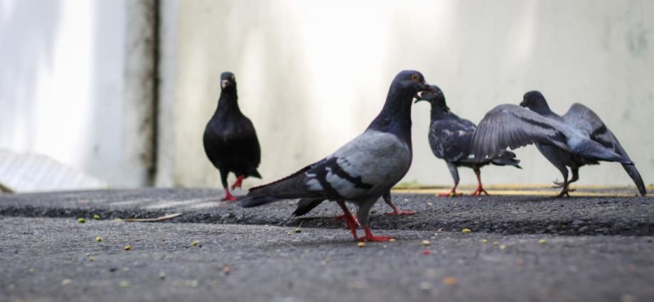 Pigeon feeding: NParks took enforcement action against more than 400 cases in last 3 years