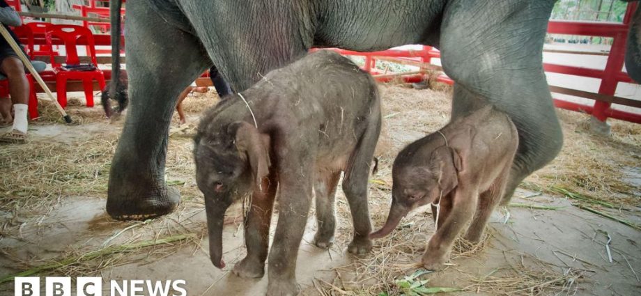 Rare twin elephants born in Thailand ‘miracle’