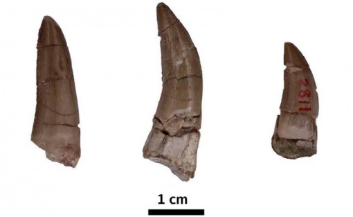 Researcher finds fossilised dino teeth