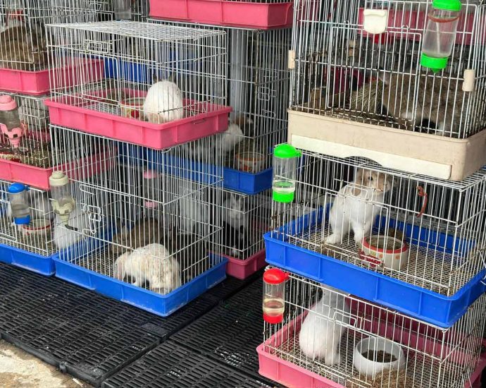 Thousands of pets die in fire at Chatuchak market