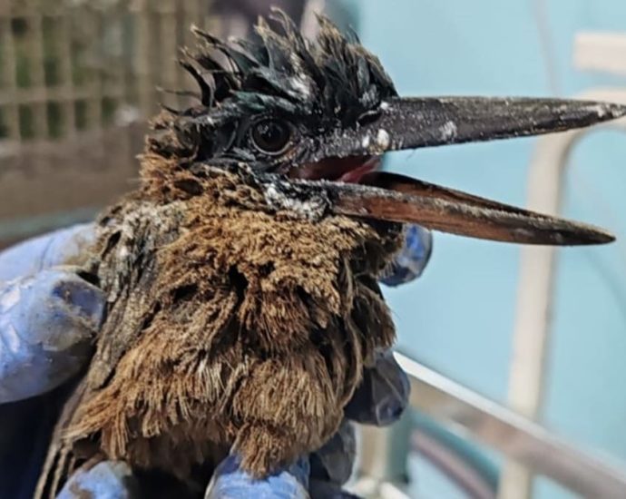 Two kingfishers affected by oil spill recovering well, to spend more weeks under care