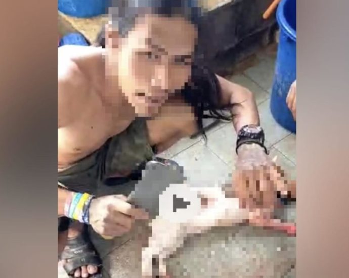 Video of cat getting skinned: Malaysia police arrest man for suspected animal abuse