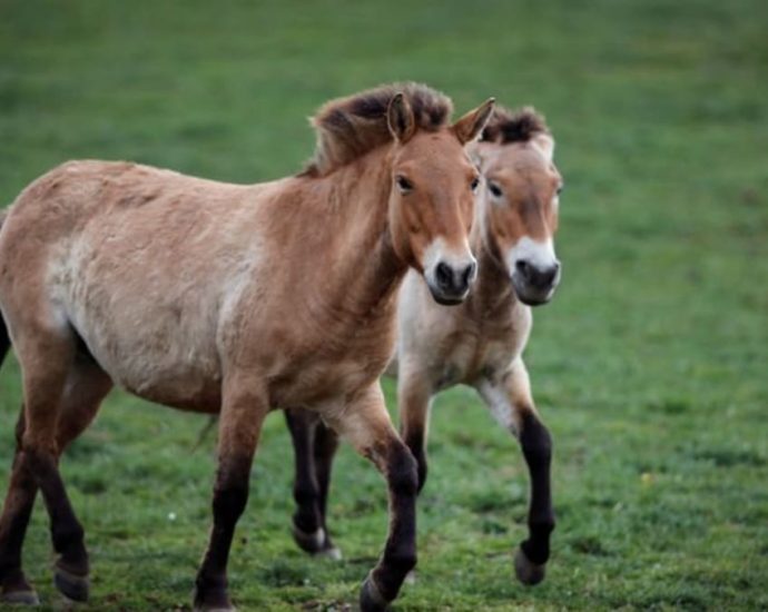 Wild horses return to Kazakhstan’s Golden Steppe after some 200 years