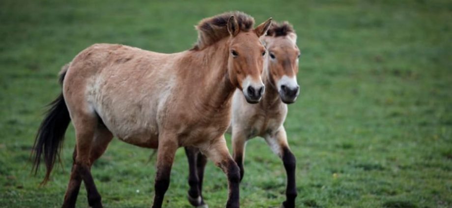 Wild horses return to Kazakhstan’s Golden Steppe after some 200 years