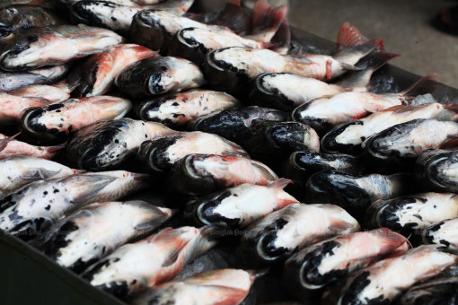 230k tilapia exported before ban