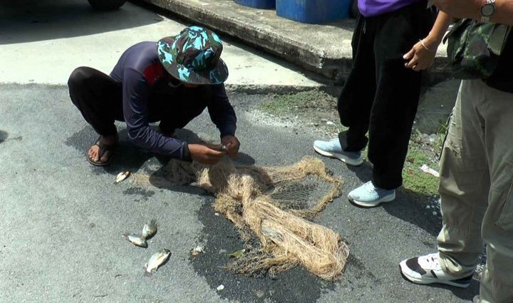 Alien fish species barrels into Thailand”s Samut Prakan province