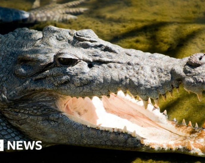 Body found in search for child missing in croc attack