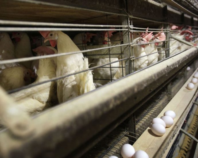 CNA Explains: Bird flu is spreading globally. How worried should we be?