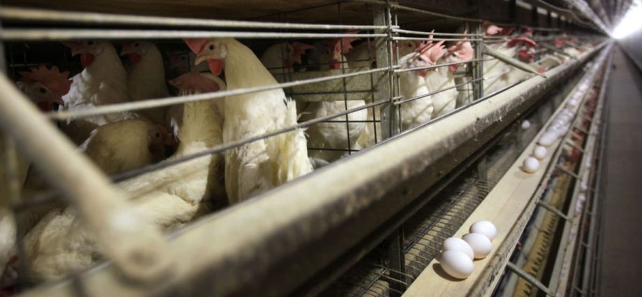 CNA Explains: Bird flu is spreading globally. How worried should we be?