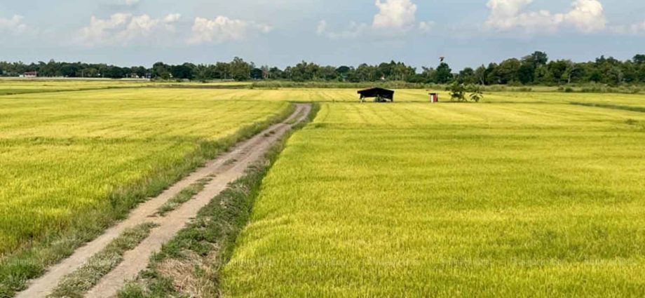 Co-pay gripes prompt 30-billion-baht fertiliser subsidy rethink