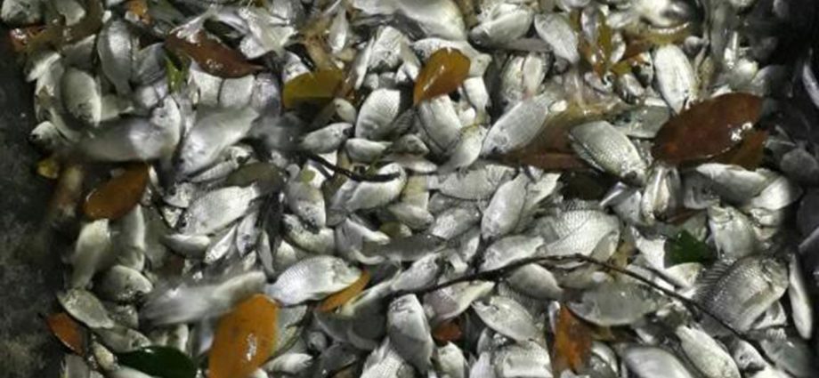 CP Foods denies link to invasive fish