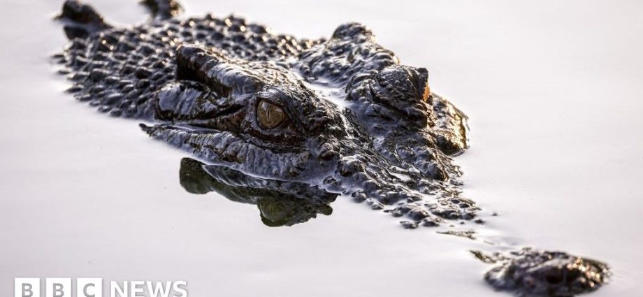 Fears for Australian child missing after croc attack