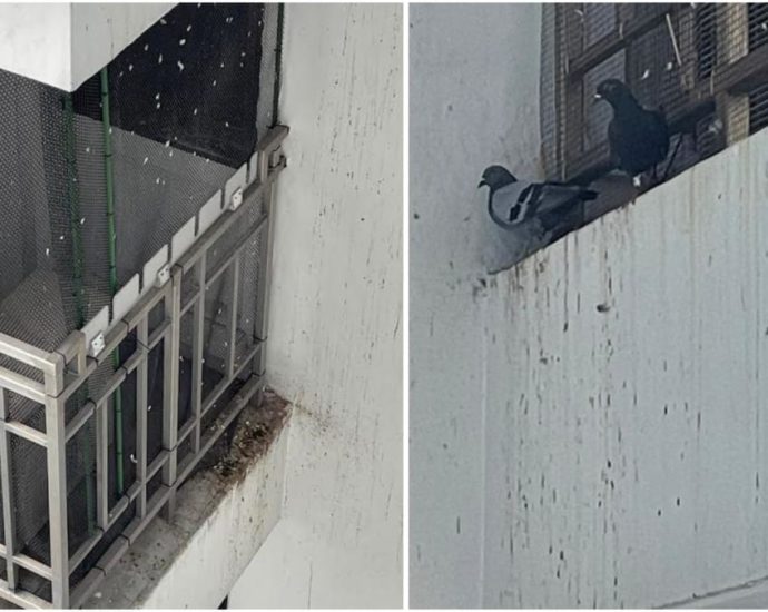 ‘Feathers everywhere in the house’: Residents of Depot Road HDB block plagued by pigeons