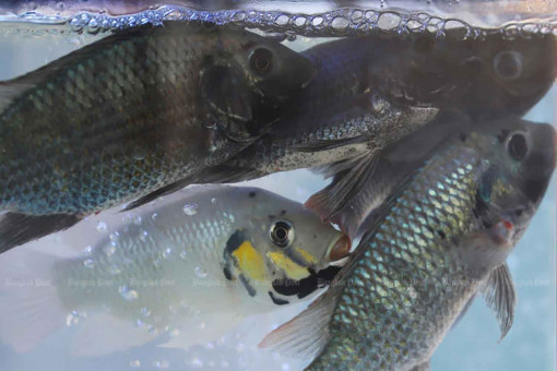 Govt seeks source of alien fish influx