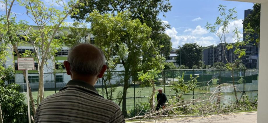 'Heartbreaking': Residents lament chopping down of 'unauthorised' trees at Aljunied HDB block