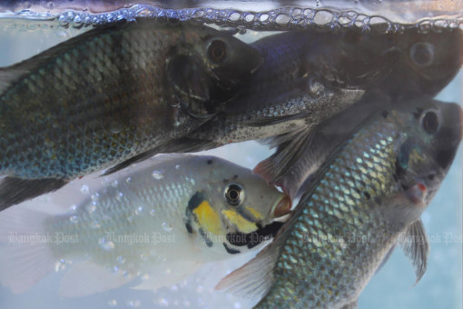 Invasive ‘alien’ fish all come from same parent stock, tests show