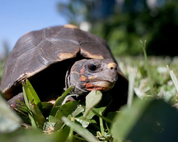 Malaysia arrests six ‘Ninja Turtle Gang’ members, seizes tortoises