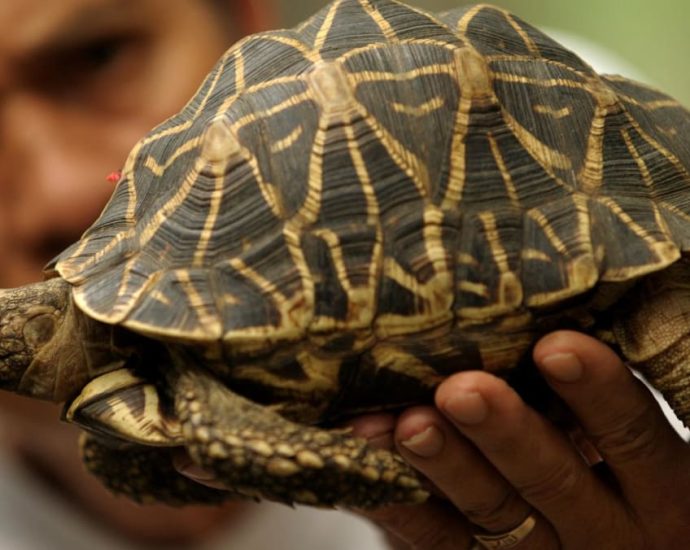 Malaysia rescues hundreds of tortoises from ‘Ninja Turtle Gang’
