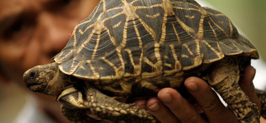 Malaysia rescues hundreds of tortoises from 'Ninja Turtle Gang'