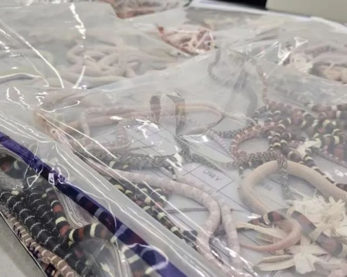 Man in China caught smuggling 100 live snakes in his trousers