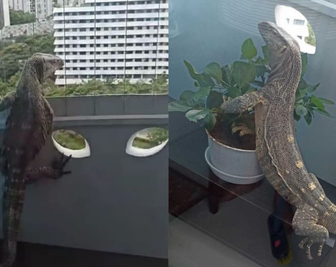 NParks investigating case of ‘non-native’ monitor lizard that wandered into 11th floor Punggol flat