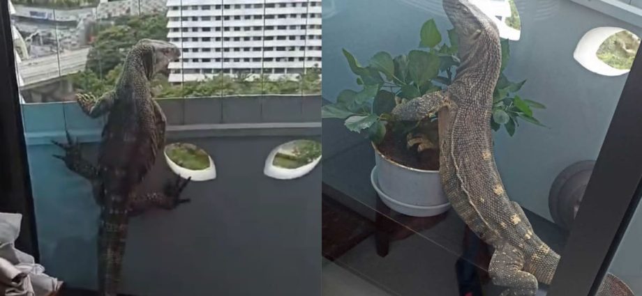 NParks investigating case of ‘non-native’ monitor lizard that wandered into 11th floor Punggol flat
