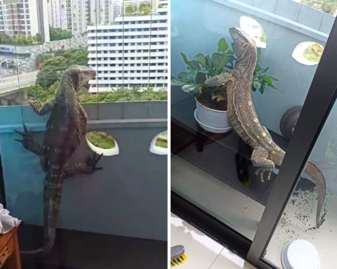 NParks investigating ‘non-native’ monitor lizard that wandered into 11th floor Punggol flat