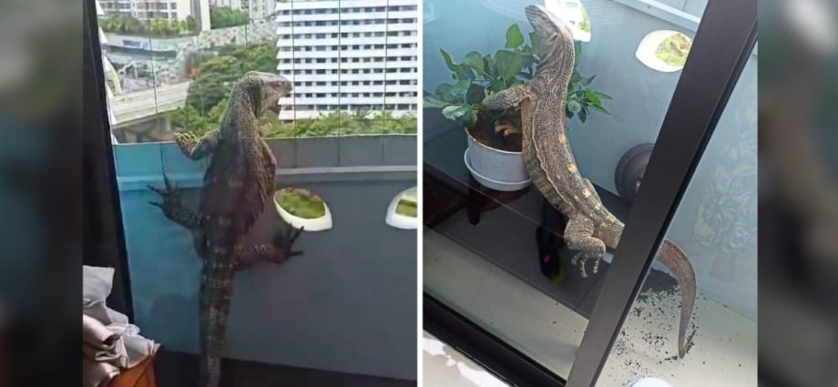 NParks investigating ‘non-native’ monitor lizard that wandered into 11th floor Punggol flat