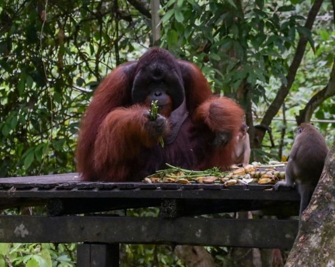 Orangutans in their midst: How Malaysia’s wildlife centres and plantations are ensuring the great apes’ survival