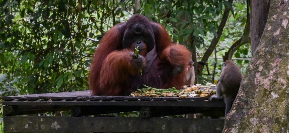 Orangutans in their midst: How Malaysia’s wildlife centres and plantations are ensuring the great apes’ survival