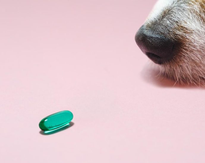 Why Singapore vets are prescribing psychiatric meds to pets