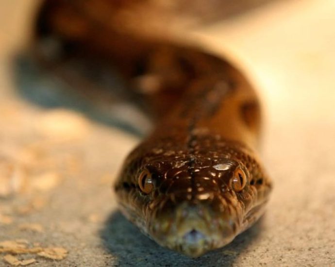 Woman found dead after python swallows her in Indonesia