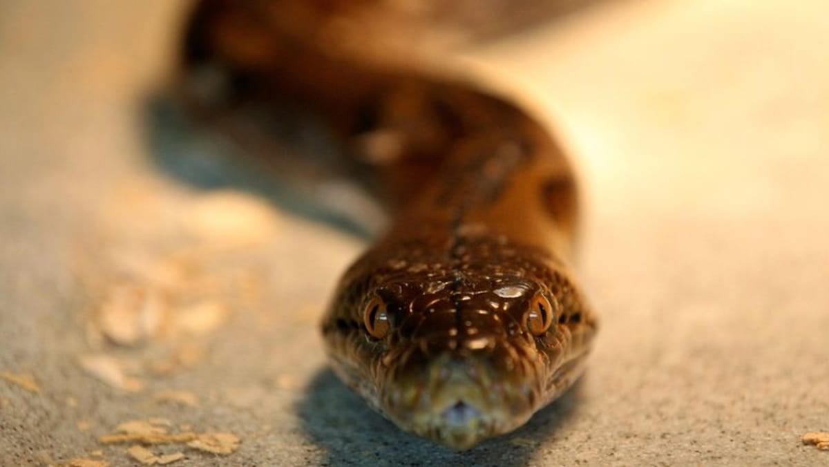 Woman found dead after python swallows her in Indonesia