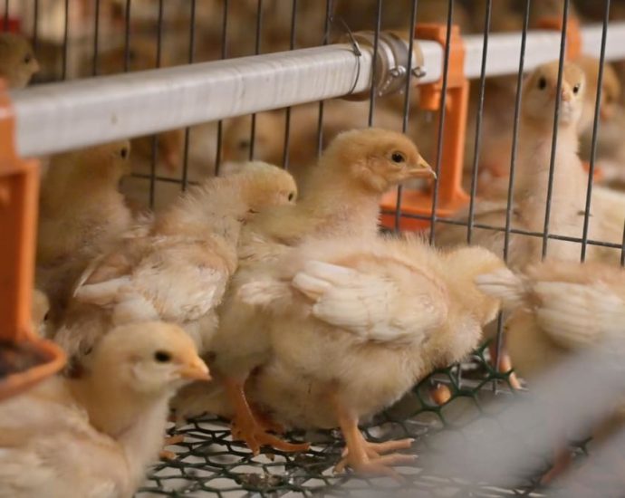 An inside look at how Singapore’s egg farms keep out bird flu