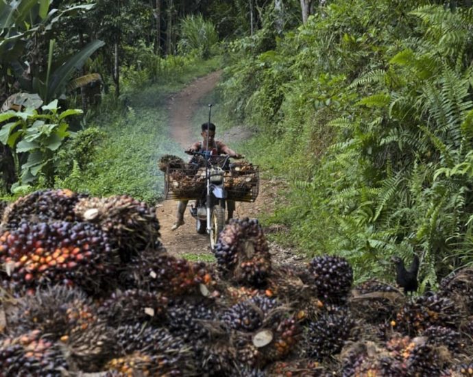 ‘Blessing in disguise’: Indonesia’s president-elect Prabowo says EU palm oil ban will benefit his country