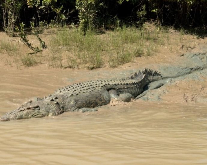 Crocodile mauls woman to death in Indonesia