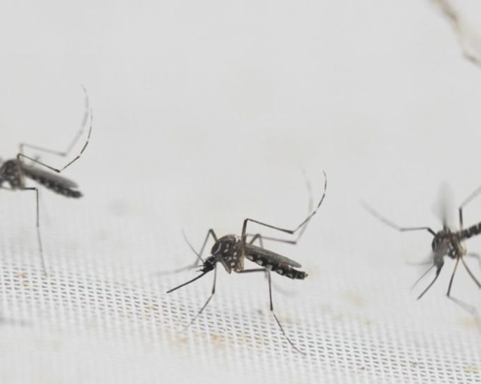 Dengue patients have higher risk of long-term complications than COVID-19 patients: NTU study