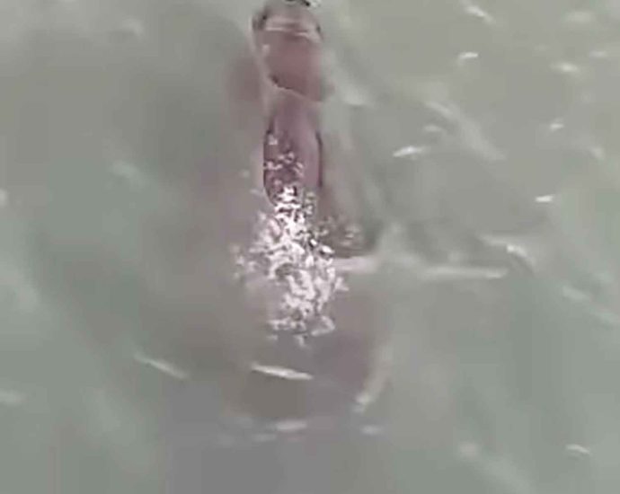 Dugong seen off Rawai beach
