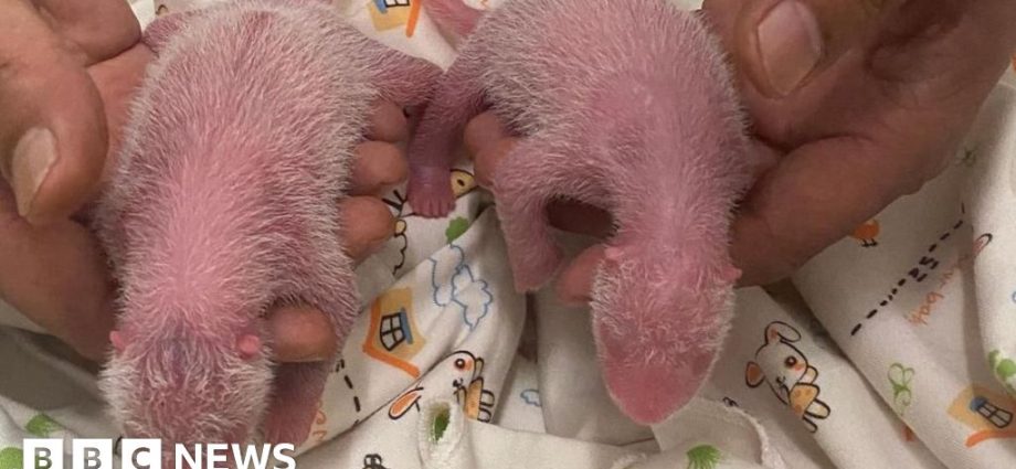 Giant panda twins born to oldest first time mum in Hong Kong