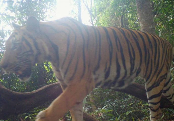 Govt welcomes praise for tiger protection