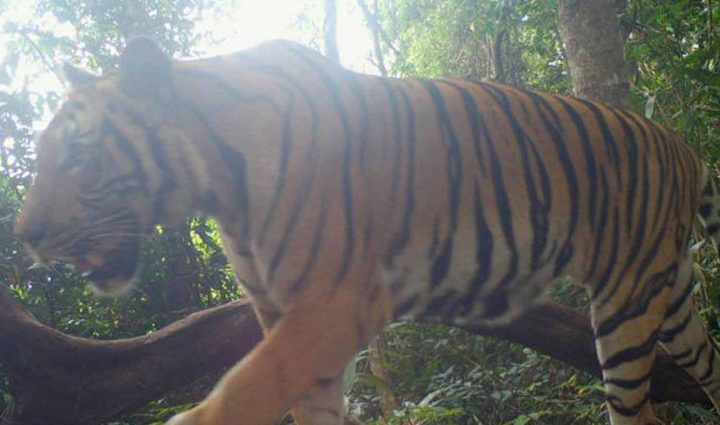 Govt welcomes praise for tiger protection