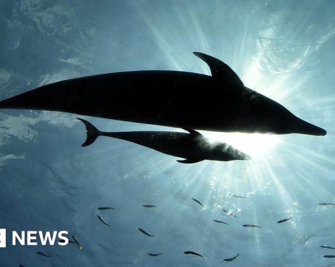 Japan: Experts suspect lonely dolphin behind rise in attacks