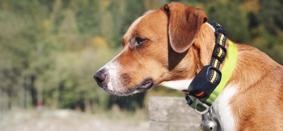 New workgroup to review dog training standards, including use of shock collars