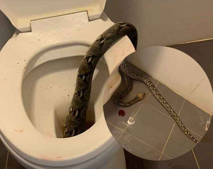 Scrotum takes snake”s fancy