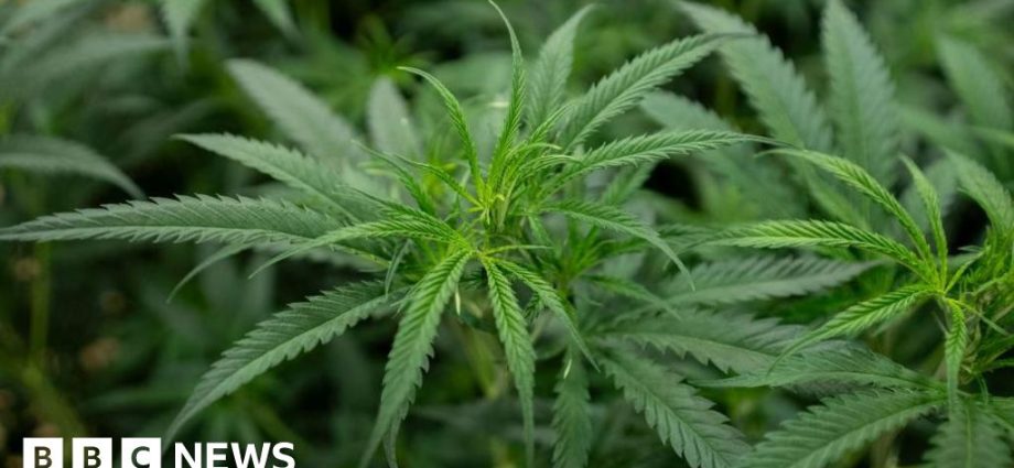 Singapore jails man who planted cannabis in estranged wife’s car