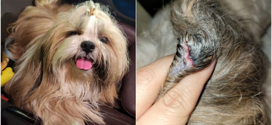 Singapore pet owners, businesses call for more regulation after ‘way too many incidents’