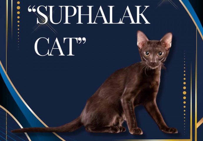 Suphalak cat breed gains global recognition